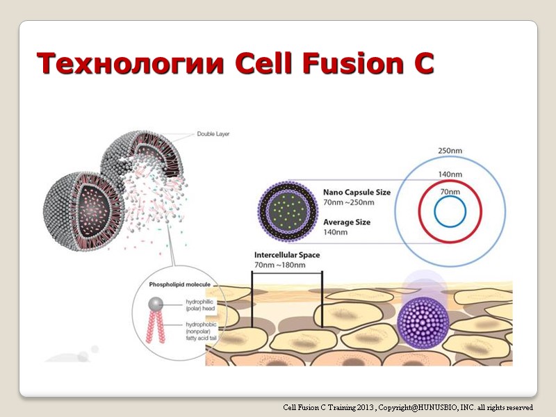 Технологии Cell Fusion C Cell Fusion C Training 2013 , Copyright@HUNUSBIO, INC. all rights